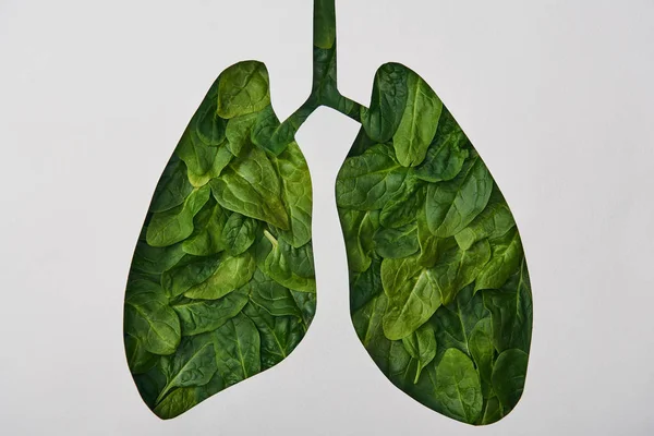 Top view of lungs model with green leaves isolated on white — Stock Photo