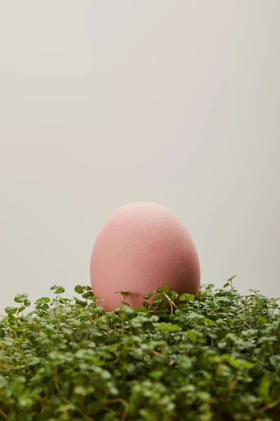 Painted easter egg on grass isolated on grey — Stock Photo