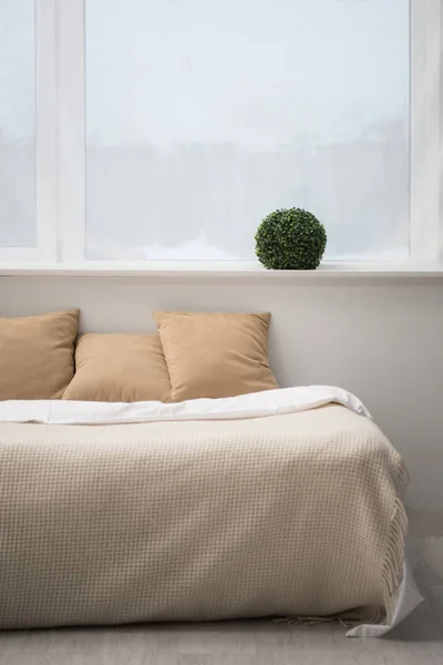 Dormitorio con almohadas marrones y manta blanca en la cama vacía, planta - foto de stock