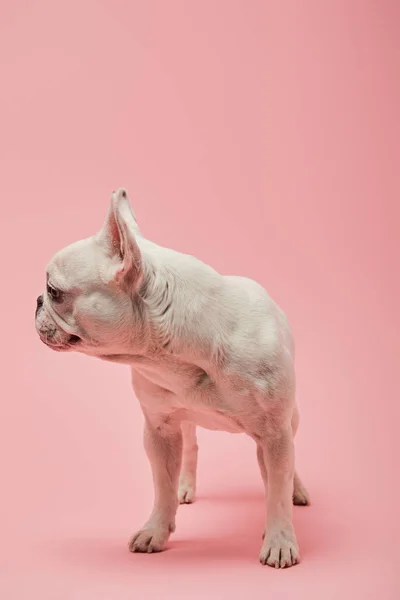 Bulldog francés se volvió a un lado sobre fondo rosa - foto de stock