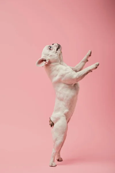 Französische Bulldogge auf Hinterpfoten auf rosa Hintergrund — Stockfoto