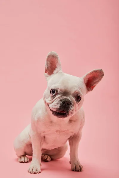 Bulldog francês com nouse escuro e boca no fundo rosa — Fotografia de Stock