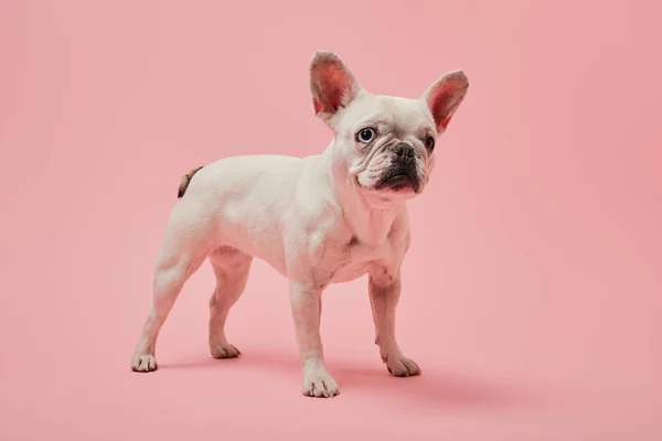 French bulldog with white color and dark nose on pink background — Stock Photo