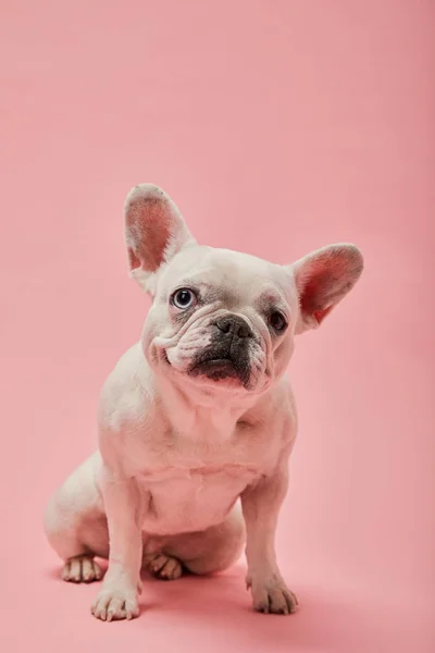 Bouledogue français avec museau mignon et nez foncé sur fond rose — Photo de stock