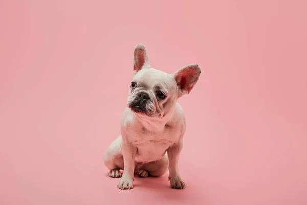 Weiße französische Bulldogge mit dunkler Nase auf rosa Hintergrund — Stockfoto