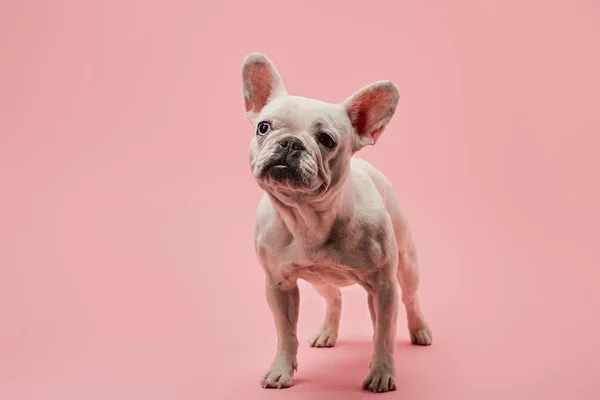 Bouledogue français blanc avec nez noir sur fond rose — Photo de stock