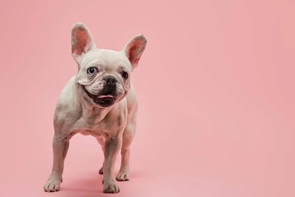Bulldog francese con bocca aperta su sfondo rosa — Foto stock