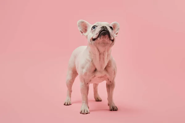 Bouledogue français avec nez foncé tête haute sur fond rose — Photo de stock