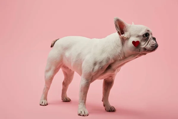 Weiße französische Bulldogge mit rotem Herz auf Schnauze auf rosa Hintergrund — Stockfoto