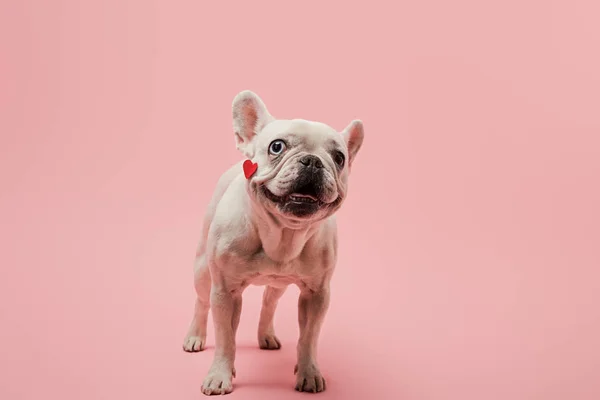 French bulldog with red heart on muzzle and black nose on pink background — Stock Photo