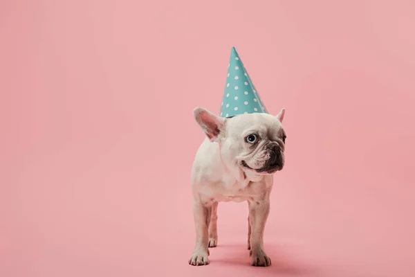 Bouledogue français en bonnet d'anniversaire bleu sur fond rose — Photo de stock