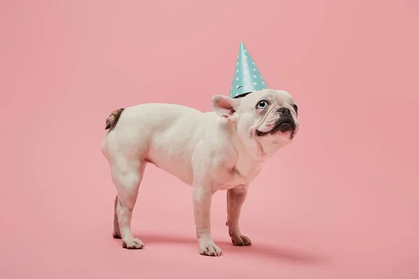 Bulldog francés con nariz oscura con nariz oscura en gorra de cumpleaños azul sobre fondo rosa - foto de stock