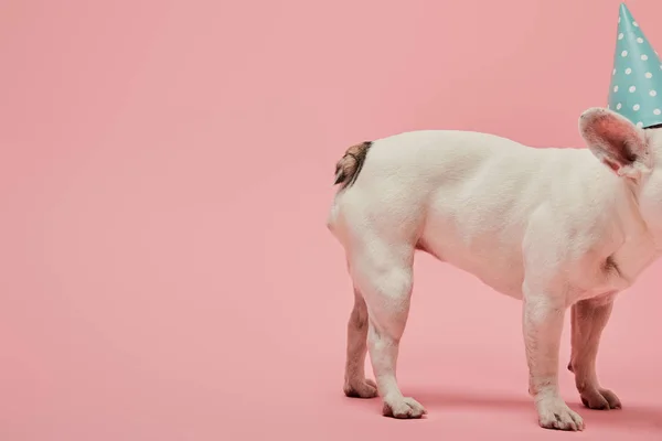 Vue recadrée du bouledogue français en bonnet d'anniversaire bleu sur fond rose — Photo de stock