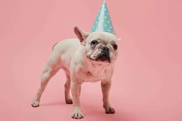 Bulldog francés blanco en gorra de cumpleaños azul sobre fondo rosa - foto de stock