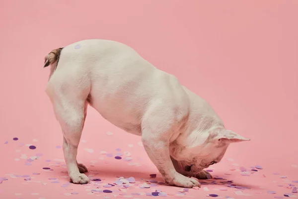 Light coloured dog with head down and confetti on pink background — Stock Photo