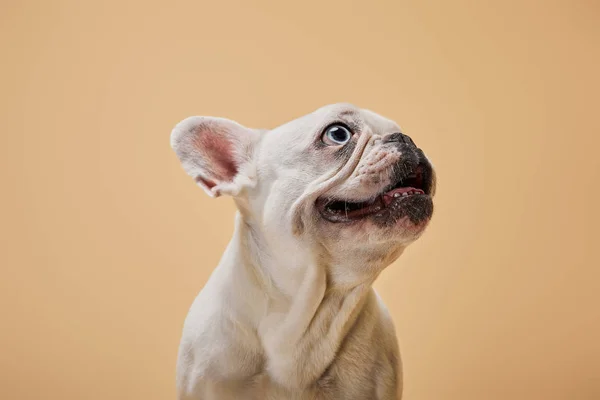 Bulldog francés blanco con piojo oscuro y boca sobre fondo beige - foto de stock