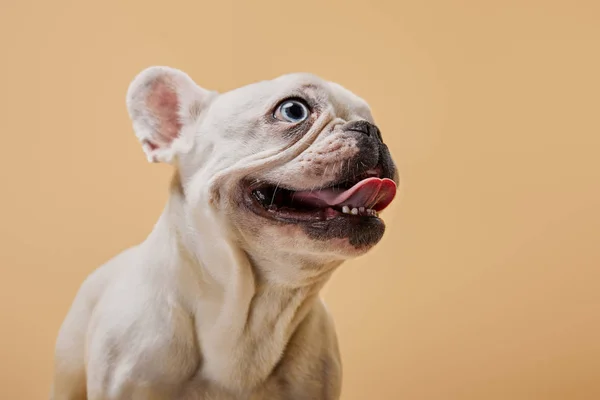 Bulldog francés con boca abierta y nariz oscura sobre fondo beige - foto de stock