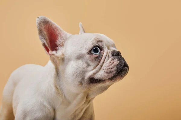 Bulldog francés con bozal lindo sobre fondo beige - foto de stock