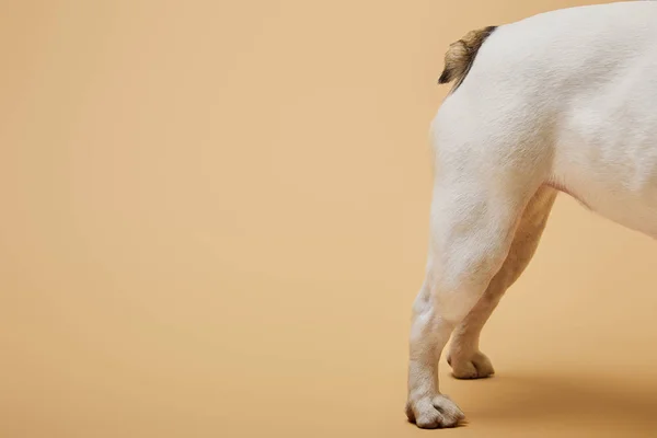 Vista cortada de cão branco no fundo bege com confete — Fotografia de Stock