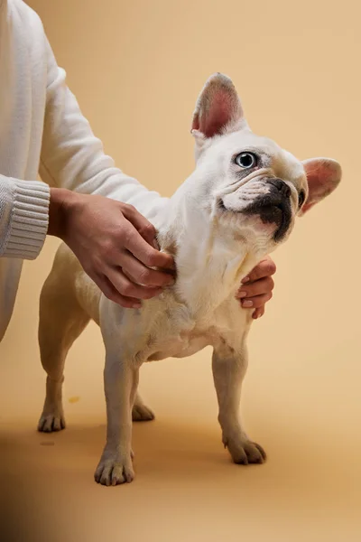 Cropped view of woman touching french bulldog on beige background — Stock Photo