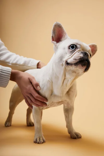 Cropped view of woman touching white french bulldog with dark nose on beige background — Stock Photo