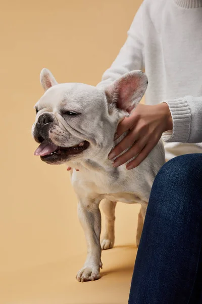 Cropped view of woman caressing white french bulldog with closed eyes on beige background — Stock Photo