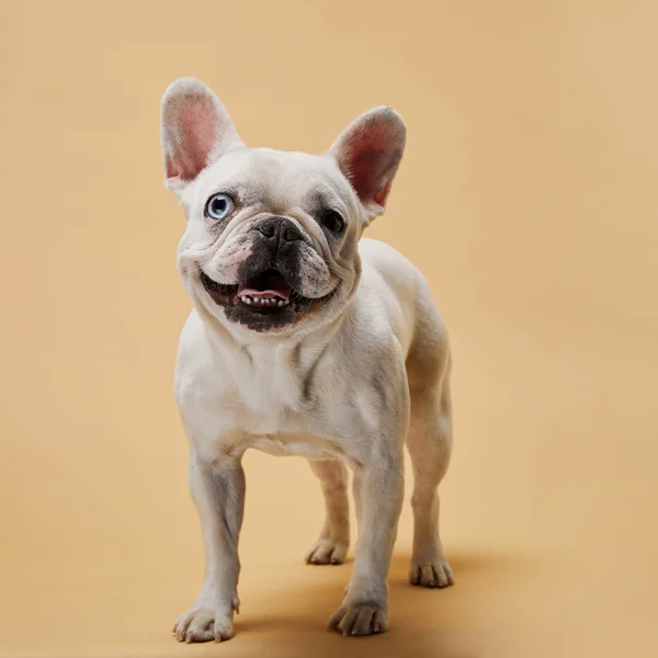 Französische Bulldogge mit süßer Schnauze und dunkler Nase auf beigem Hintergrund — Stockfoto