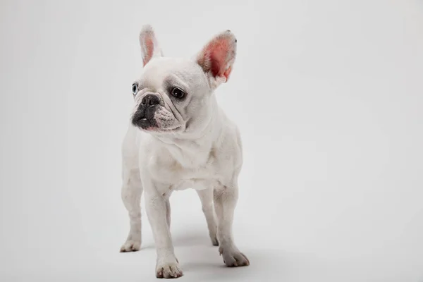 Kleine französische Bulldogge auf weißem Hintergrund — Stockfoto