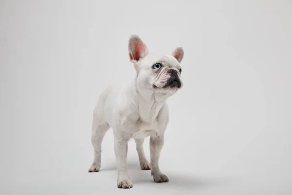 Bulldog francês com nouse escuro e boca no fundo branco — Fotografia de Stock