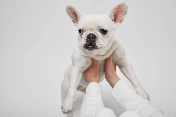 Vue recadrée des mains féminines tenant le bouledogue français sur fond blanc — Photo de stock