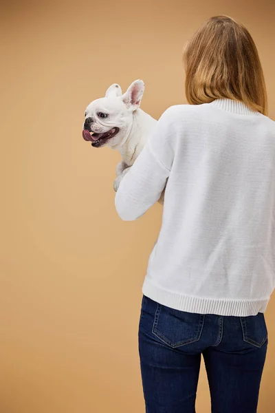 Woman in white sweater and blue jeans holding french bulldog on beige background — Stock Photo