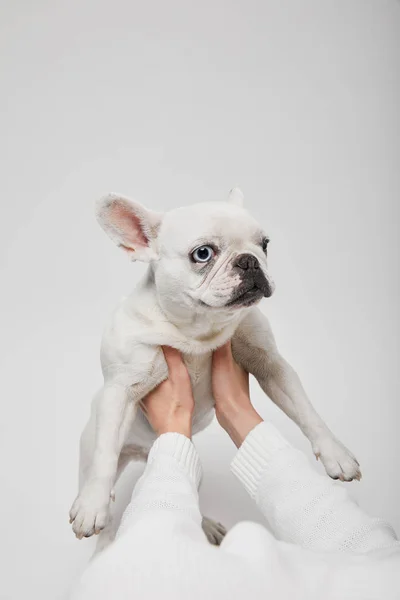 Cropped view of female hands holding french bulldog on white background — Stock Photo