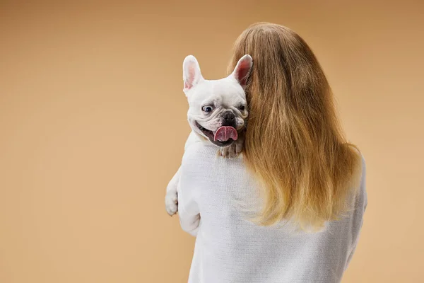 Frau hält auf Schulter weiße französische Bulldogge mit dunkler Nase auf beigem Hintergrund — Stockfoto