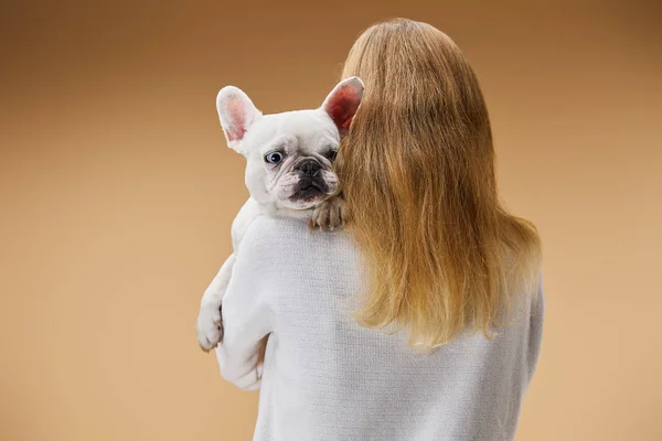 Frau im weißen Pullover hält auf Schulter französische Bulldogge mit süßer Schnauze auf beigem Hintergrund — Stockfoto