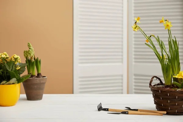 Narcisos, flores amarelas e jacinto na mesa branca — Fotografia de Stock