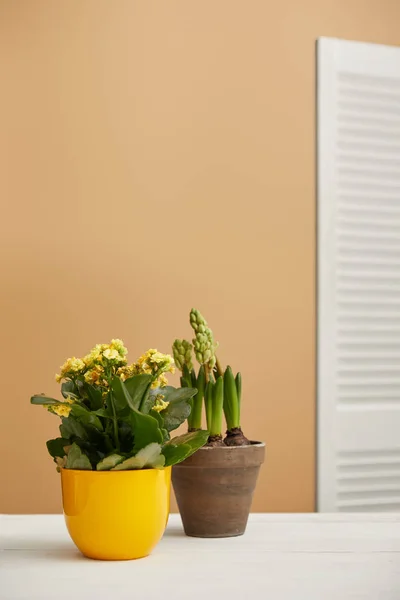 Yellow flowers and hyacinth in flowerpots with copy space — Stock Photo