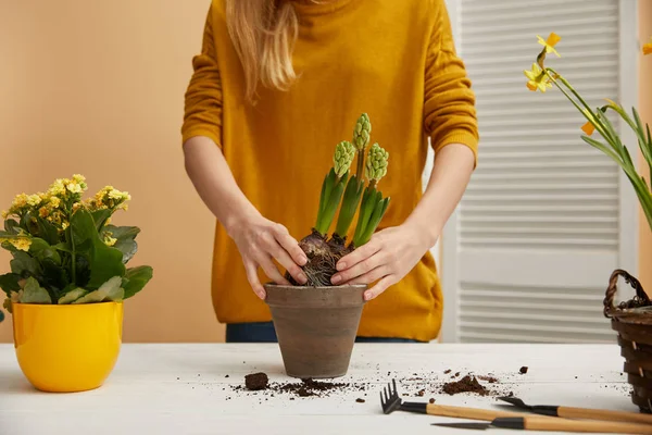 Cropped view of gardener planting hyacinth in clay flowerpot — Stock Photo