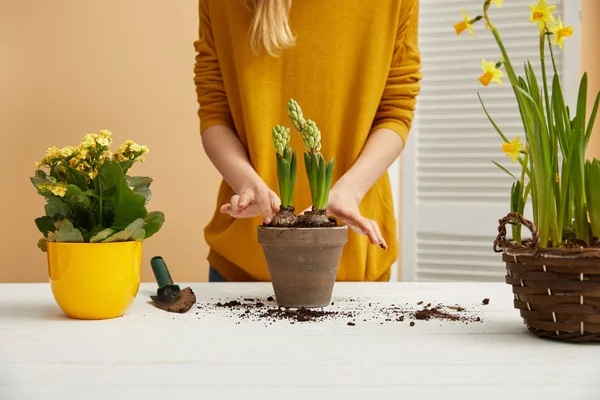 Partial view of gardener planting hyacinth in clay flowerpot — Stock Photo