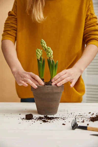 Partial view of gardener in yellow sweater planting hyacinth in clay flowerpot — Stock Photo