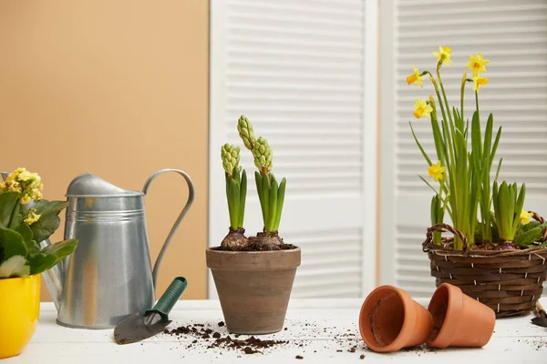 Daffodils in braided flowerpot and hyacinth with watering can — Stock Photo