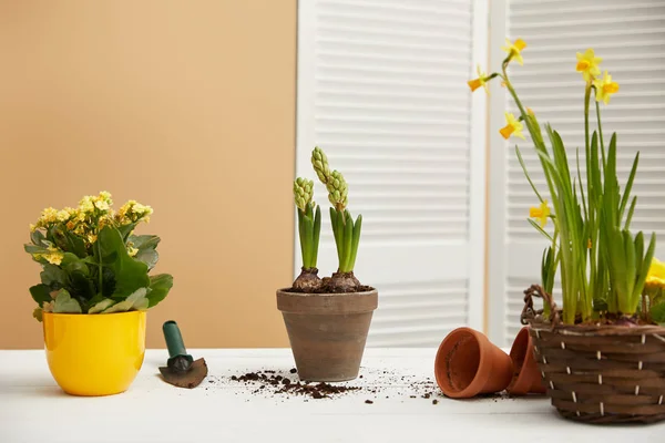 Daffodils, hyacinth and yellow flowers on white surface — Stock Photo