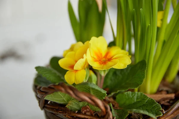 Cerrar flores amarillas con hojas verdes en maceta trenzada - foto de stock
