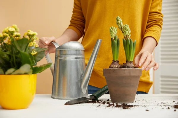 Partial view of woman holding watering can and touching hyacinth in clay flowerpot — Stock Photo