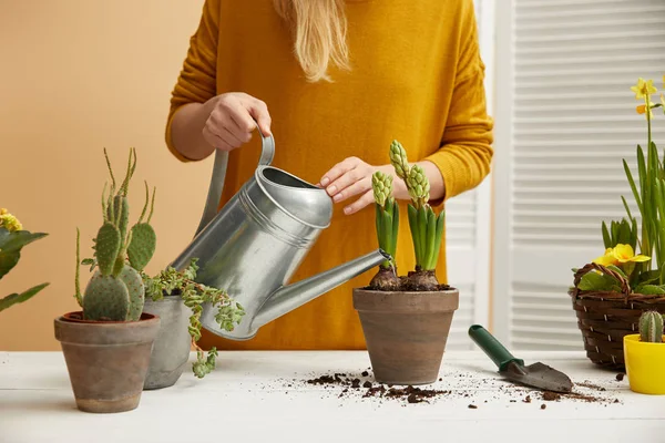 Partial view of gardener in yellow sweater watering hyacinth in clay flowerpot — Stock Photo