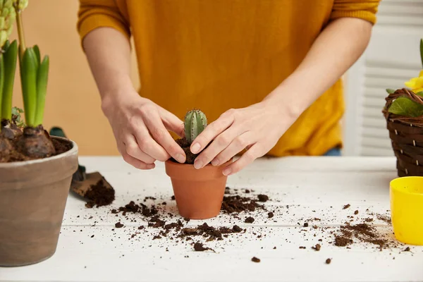Cropped view of gardener in yellow sweater planting cactus in flowerpot — Stock Photo