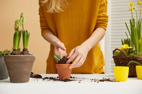 Abgeschnittene Ansicht des Gärtners im Pullover, der Kakteen im Blumentopf pflanzt — Stockfoto