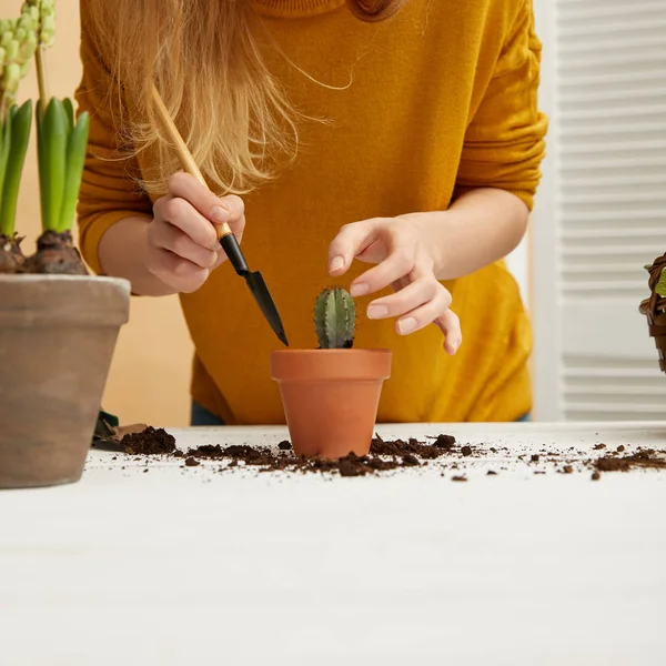 Partial view of gardener in yellow sweater planting cactus in flowerpot — Stock Photo