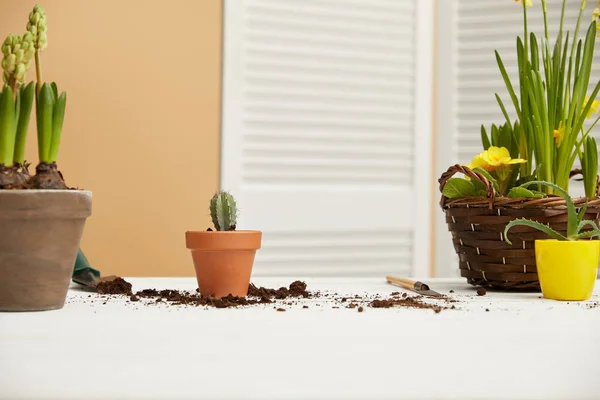 Cactus in clay flowerpot with hyacinth and aloe on table — Stock Photo