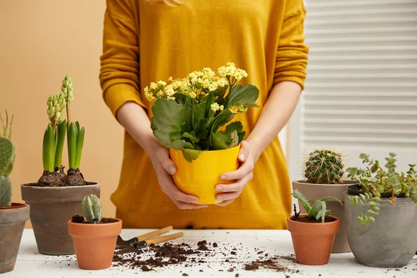 Partial view of woman in sweater holding yellow flowers — Stock Photo