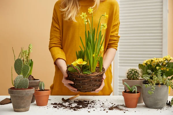 Partial view of woman in sweater holding daffodils — Stock Photo